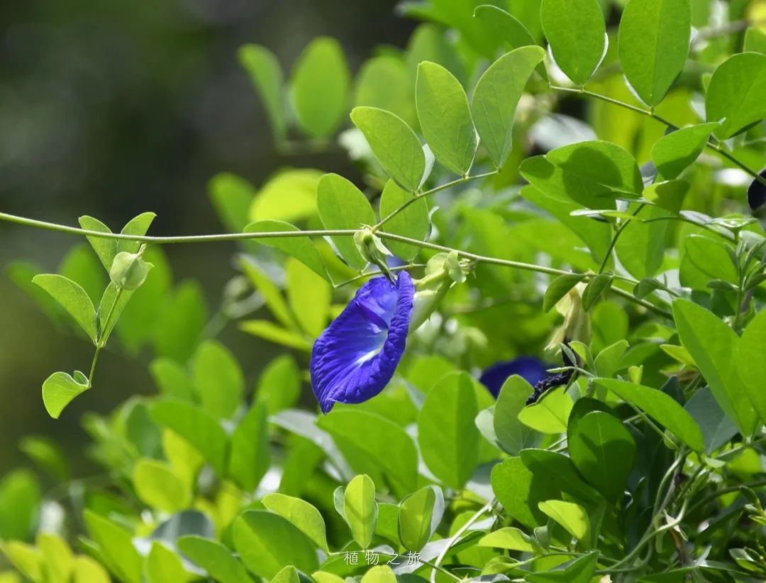 云南省文化和旅游厅