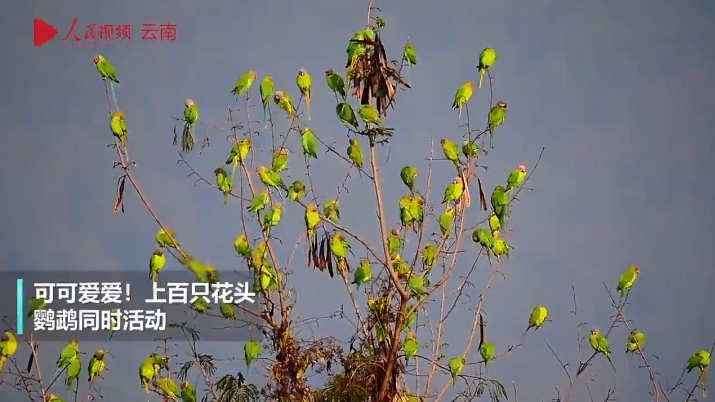 云南省文化和旅游厅