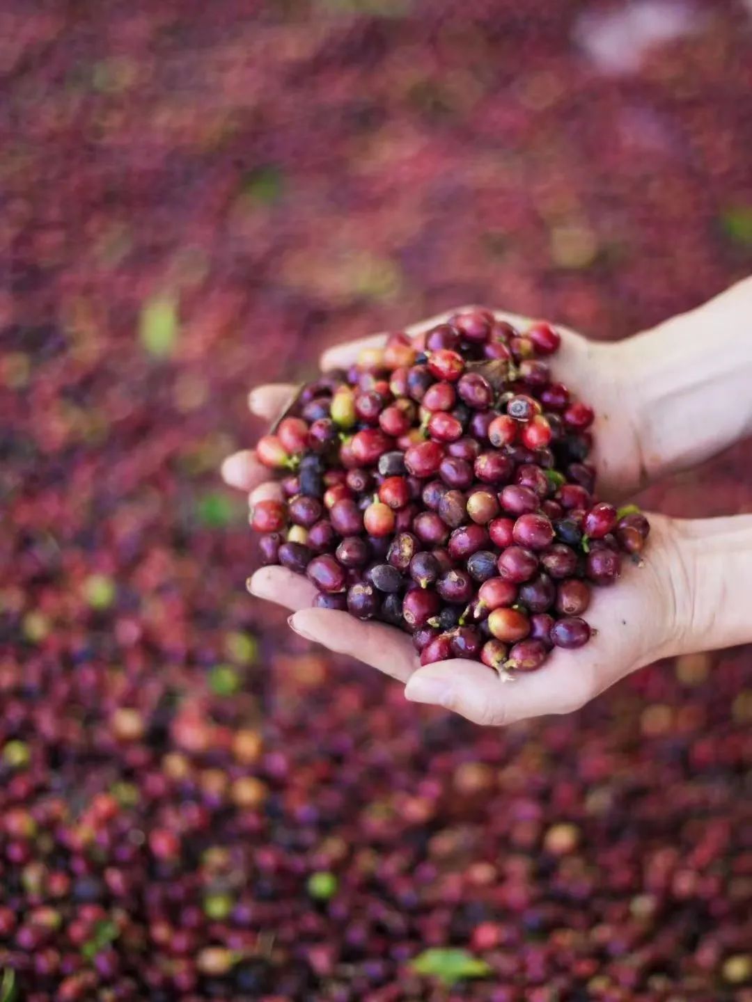 昆明市农业农村局