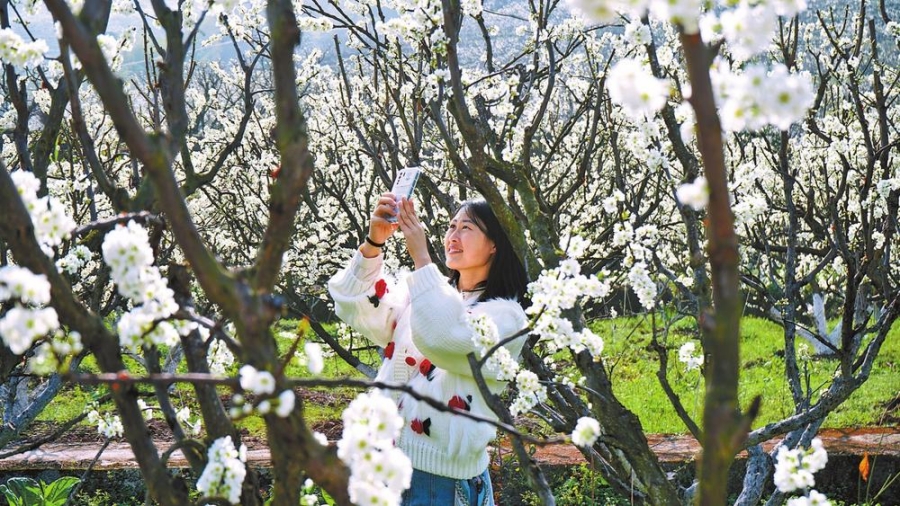 昭通绥江：李花绽放绘就春日“雪景图”