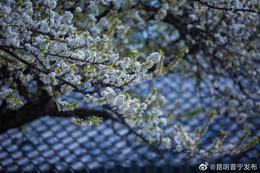 昆明晋宁发布