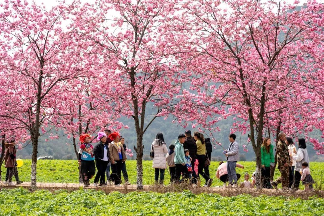 云南省文化和旅游厅