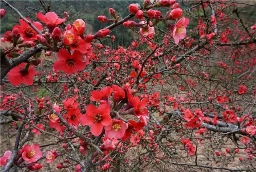 红河日报