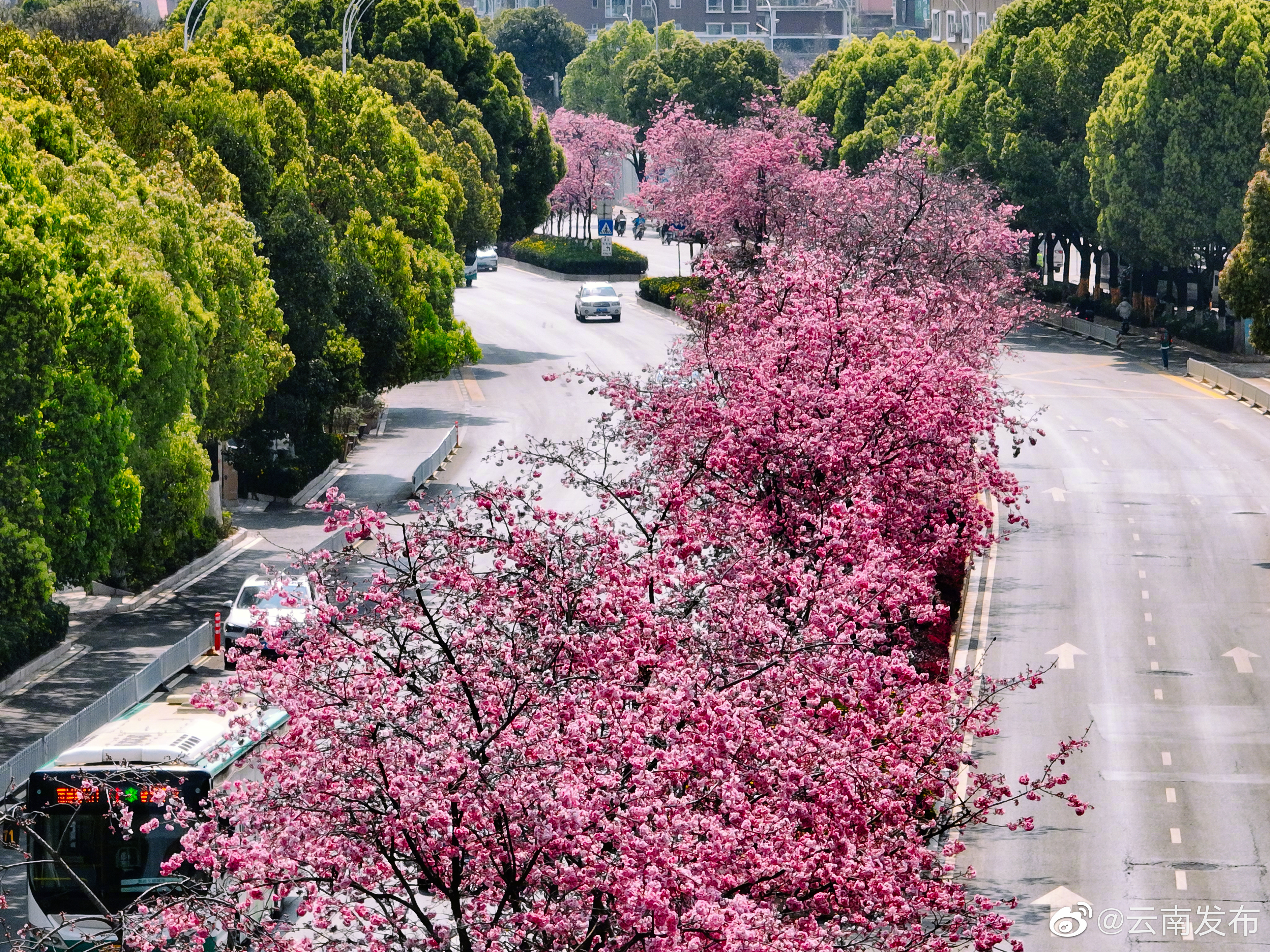昆明市积极推进花卉景观大道建设