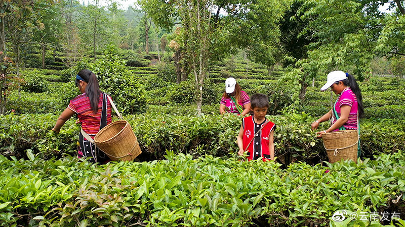 “云南发布”微博