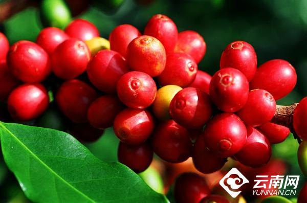 云南省文化和旅游厅