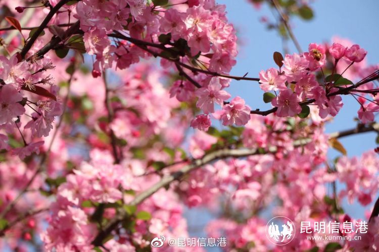 昆明信息港（微博）