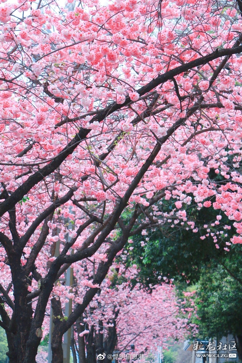 昆明信息港（微博）