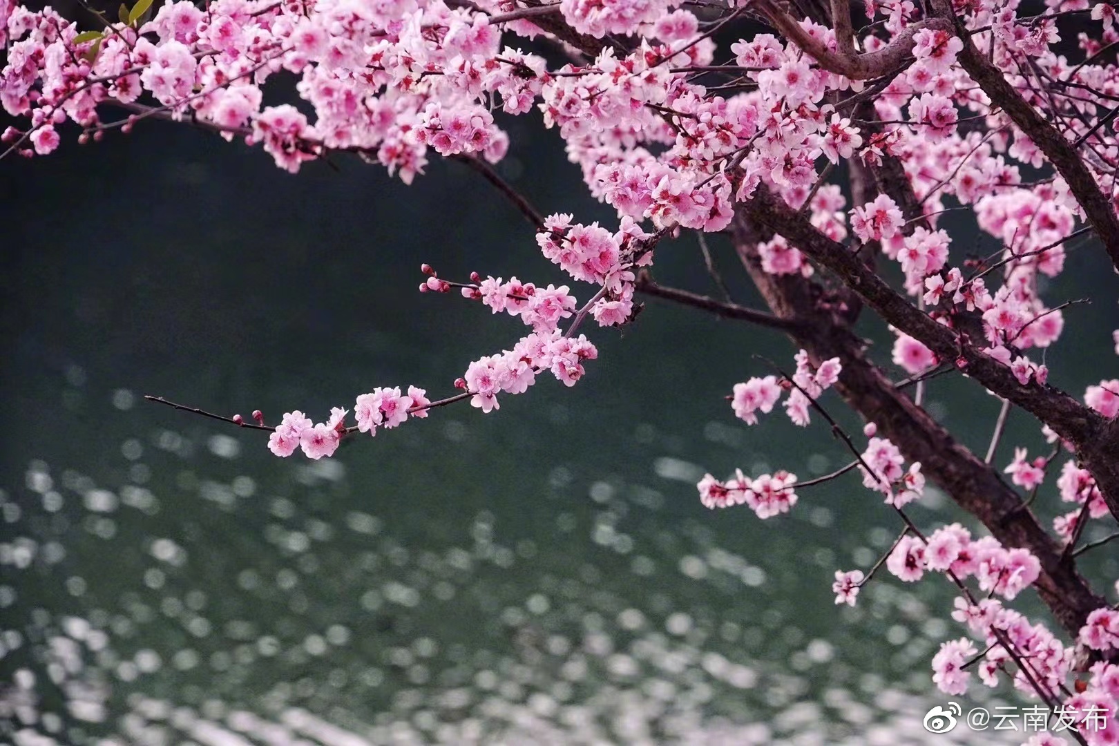 “云南发布”微博