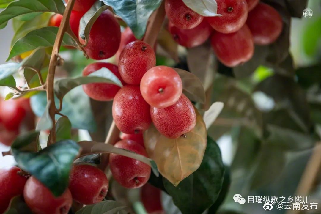 “云南发布”微博