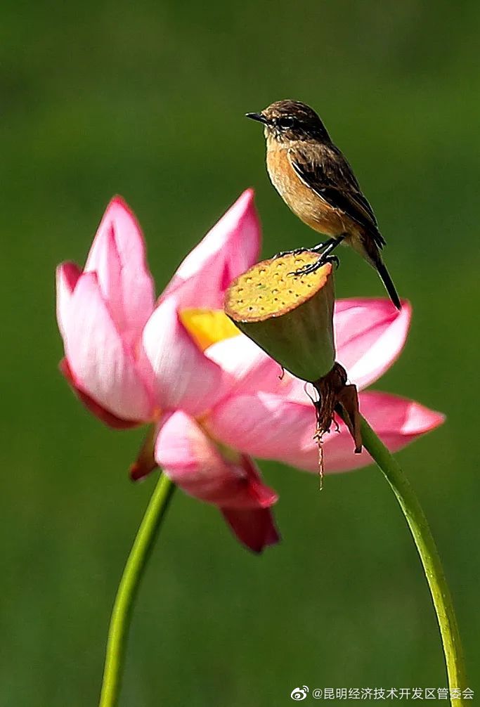 昆明经济技术开发区管委会