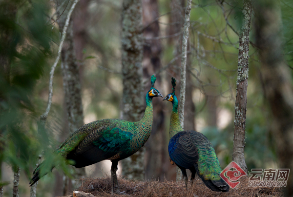 云南省文化和旅游厅