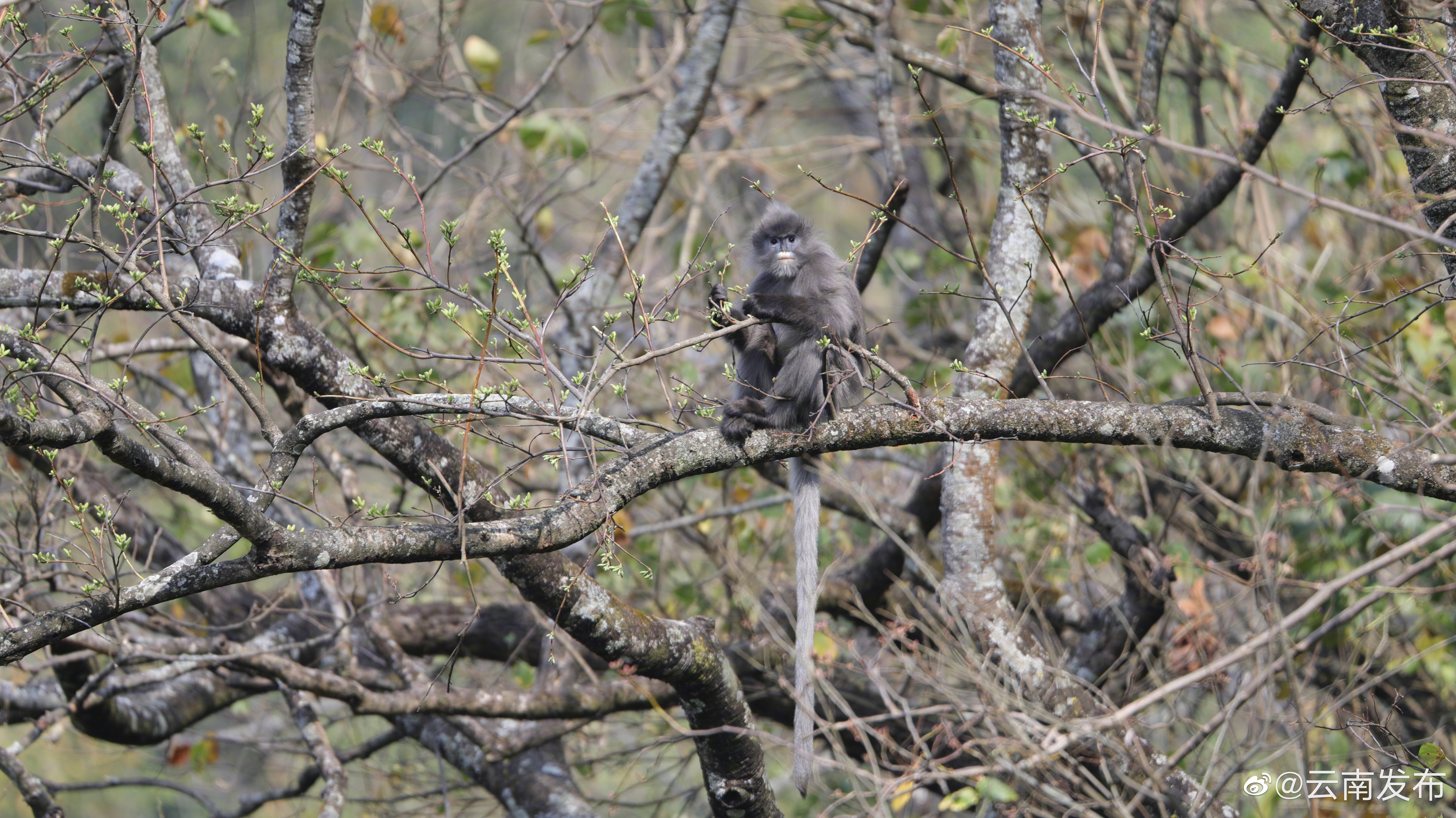 “云南发布”微博