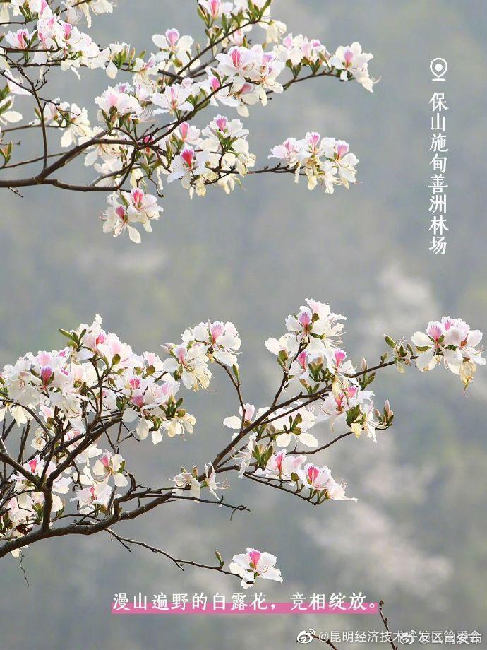 昆明经济技术开发区管委会