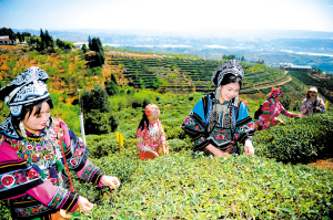 宜良宝洪茶祭茶节开幕
