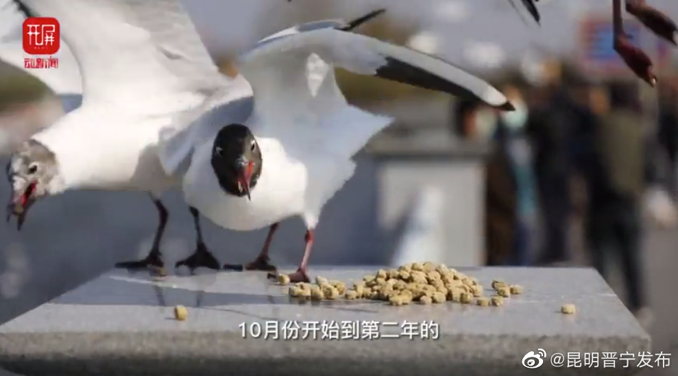 红嘴鸥即将回家！