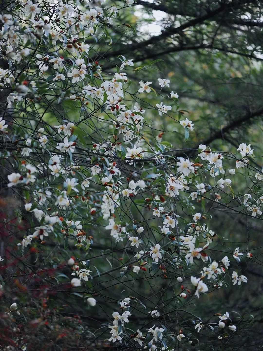 昆明市金殿名胜区