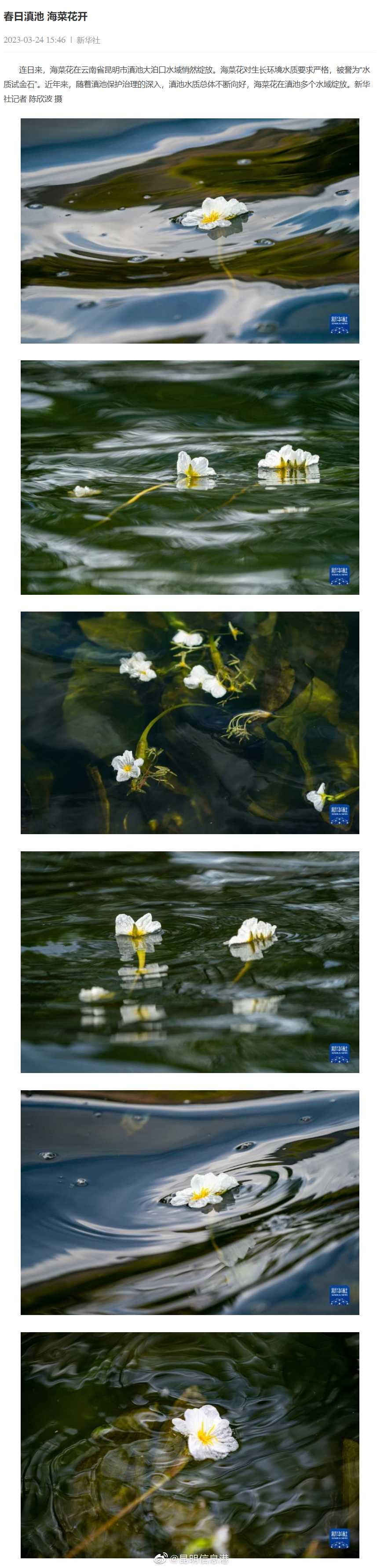 昆明信息港（微博）