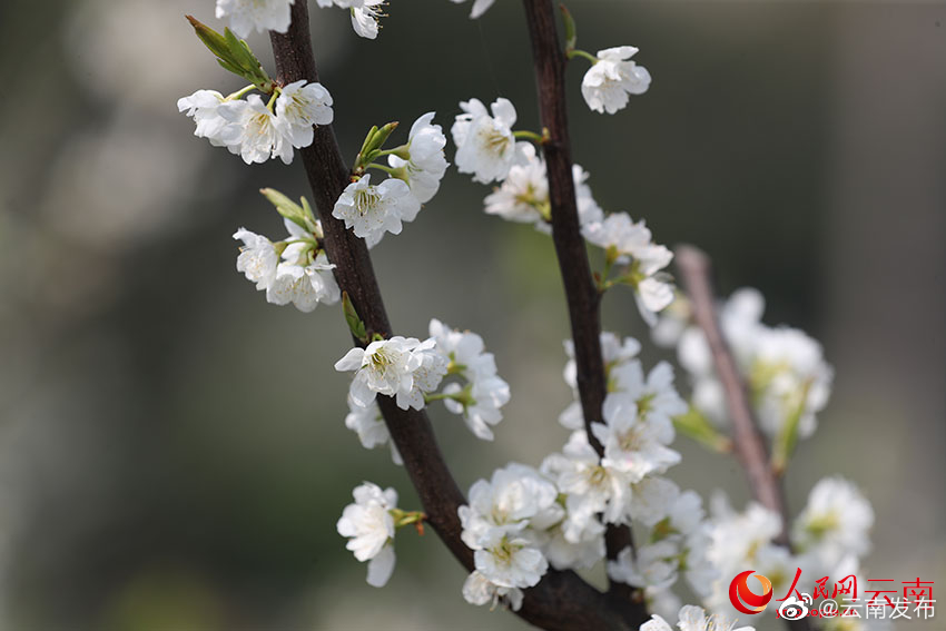 “云南发布”微博