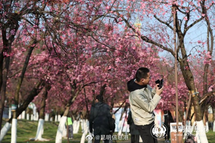 昆明信息港（微博）