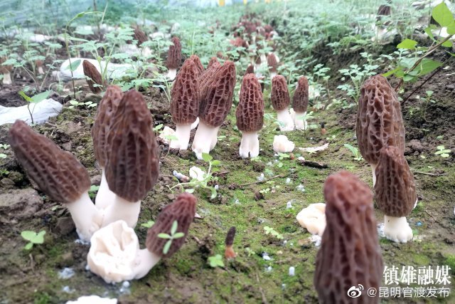 “昆明官渡发布”微博