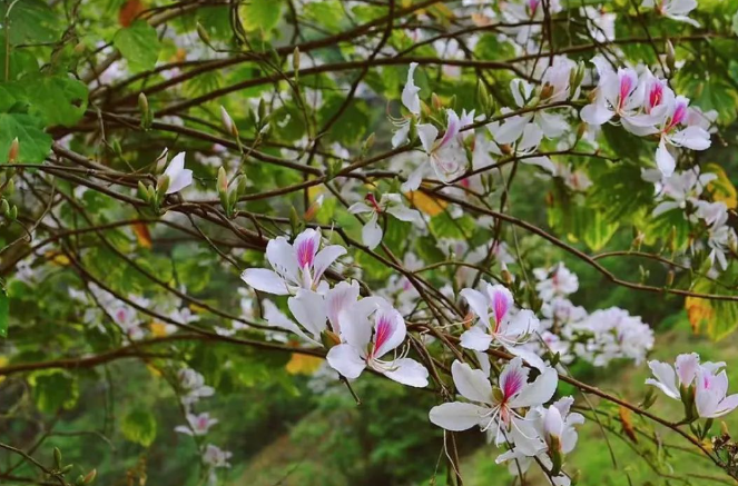 云南省文化和旅游厅