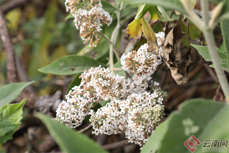 云南省文化和旅游厅