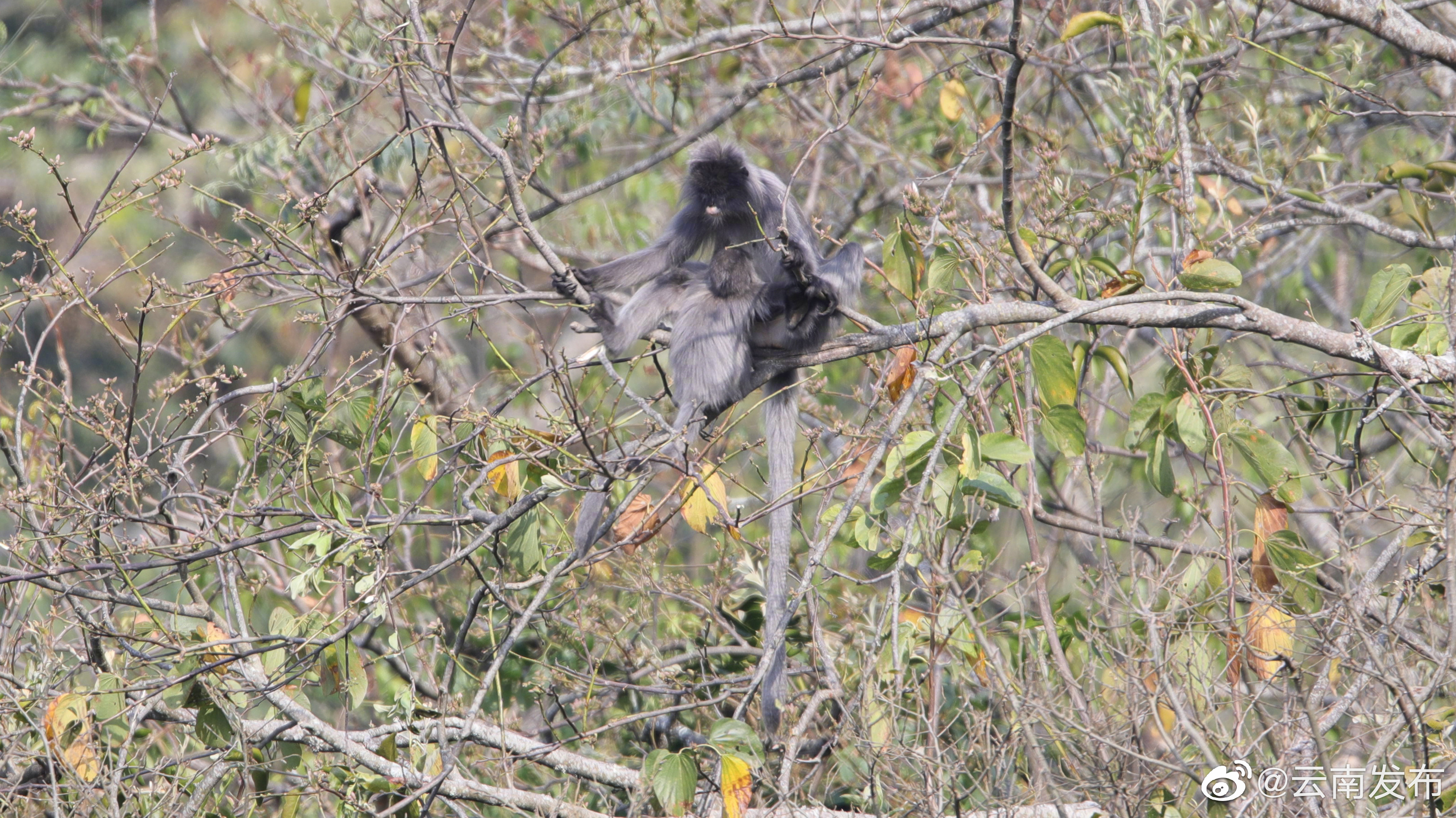 “云南发布”微博