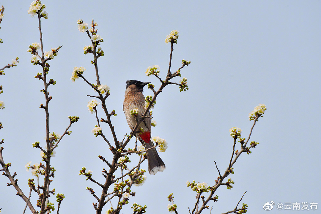 “云南发布”微博