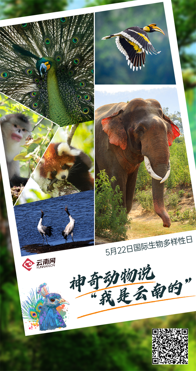 云南省文化和旅游厅