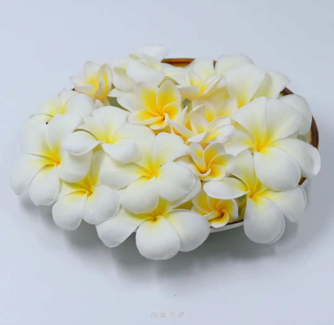 云南省文化和旅游厅