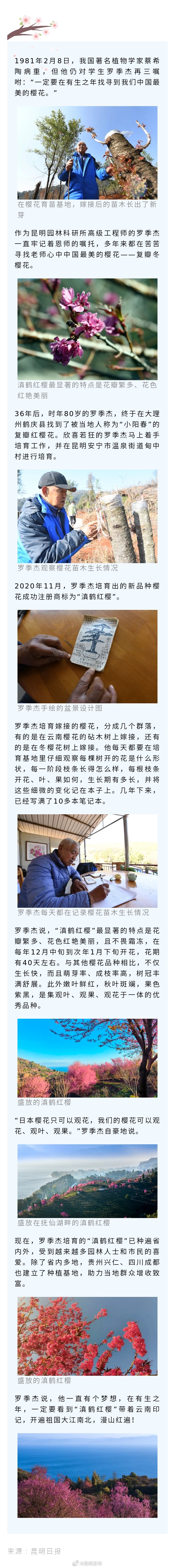 最美樱花出云南