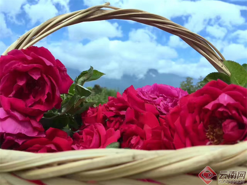 云南省文化和旅游厅