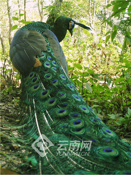 云南省文化和旅游厅