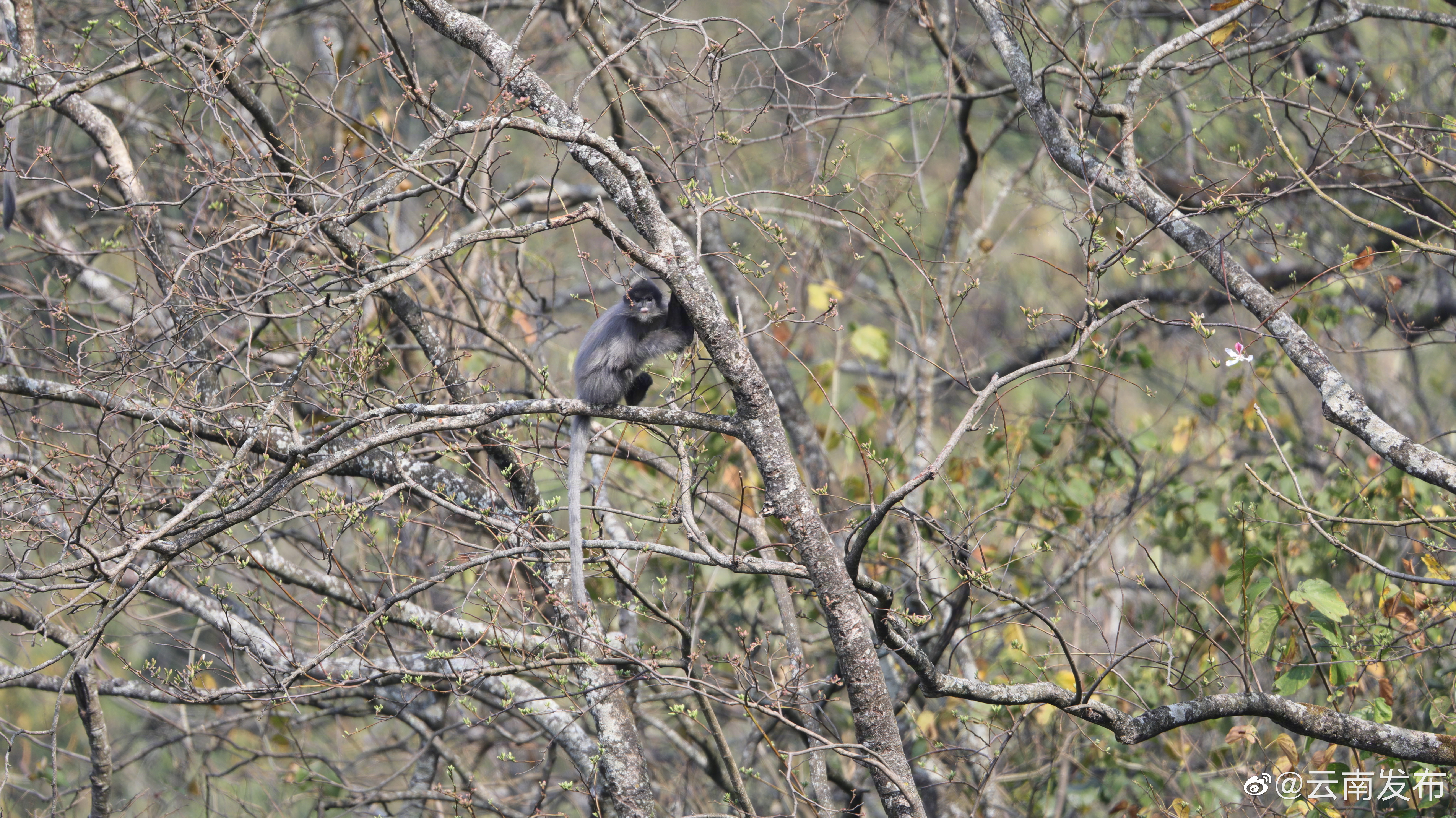 “云南发布”微博