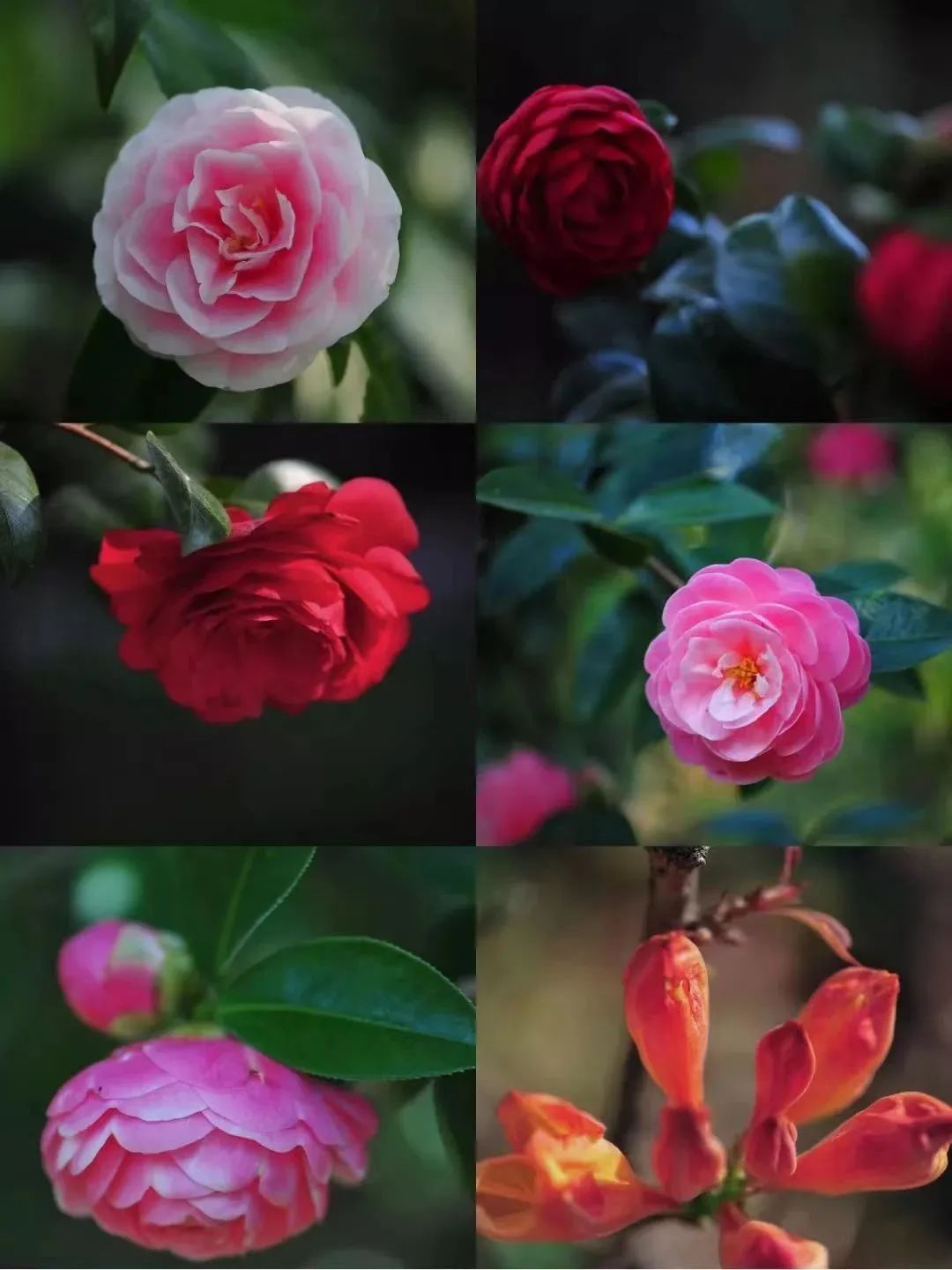 昆明市金殿名胜区