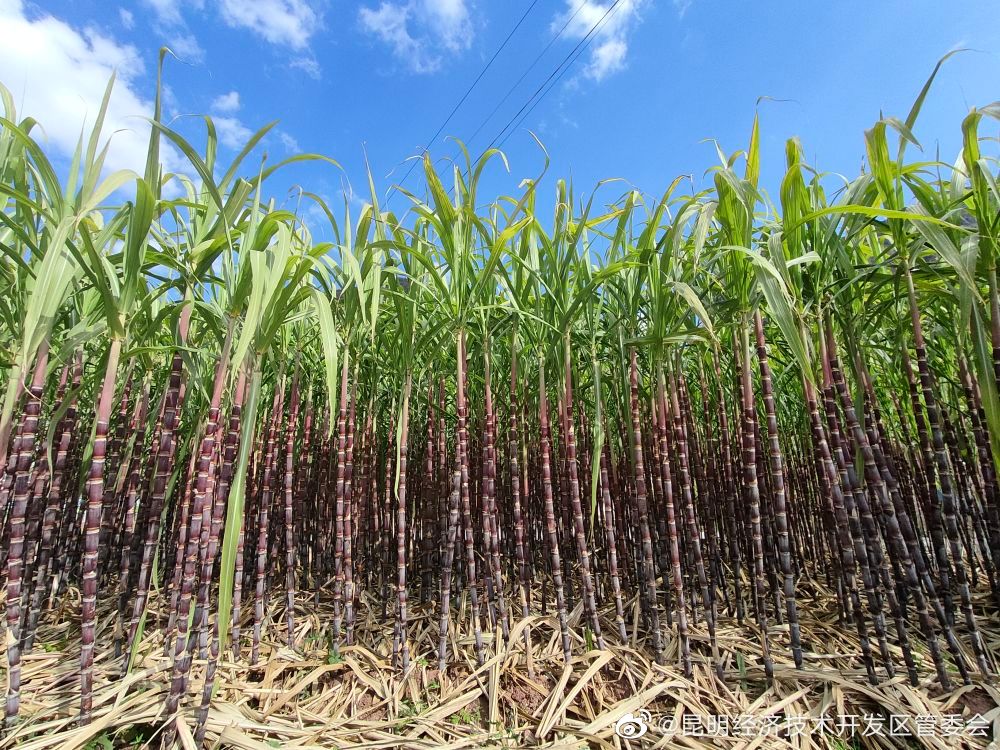 楚雄禄丰：冬早蔬菜种植助增收