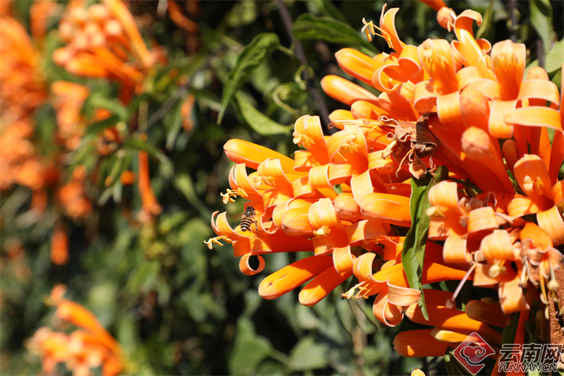 云南省文化和旅游厅