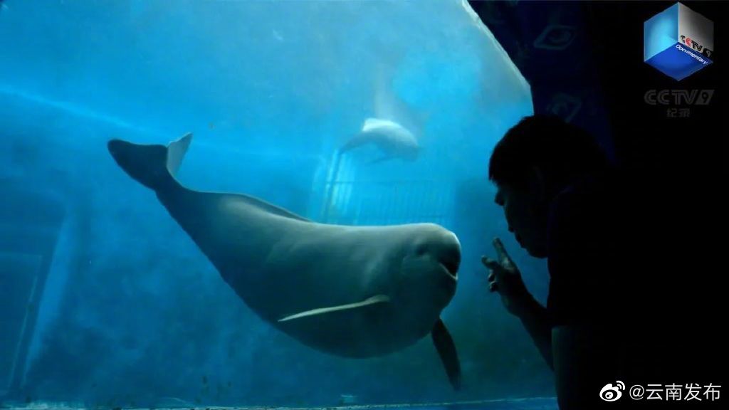 “云南发布”微博