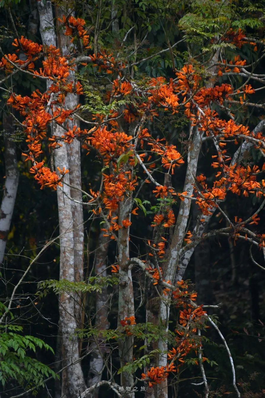 云南省文化和旅游厅