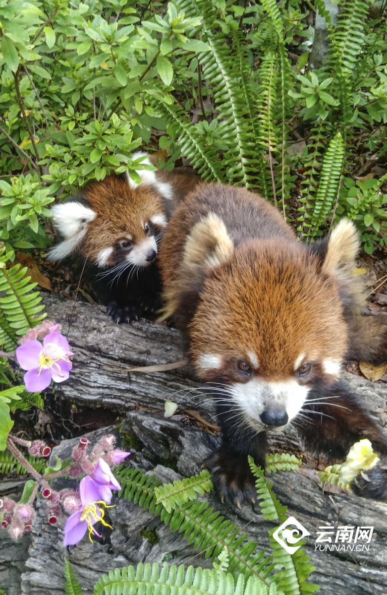 云南省文化和旅游厅