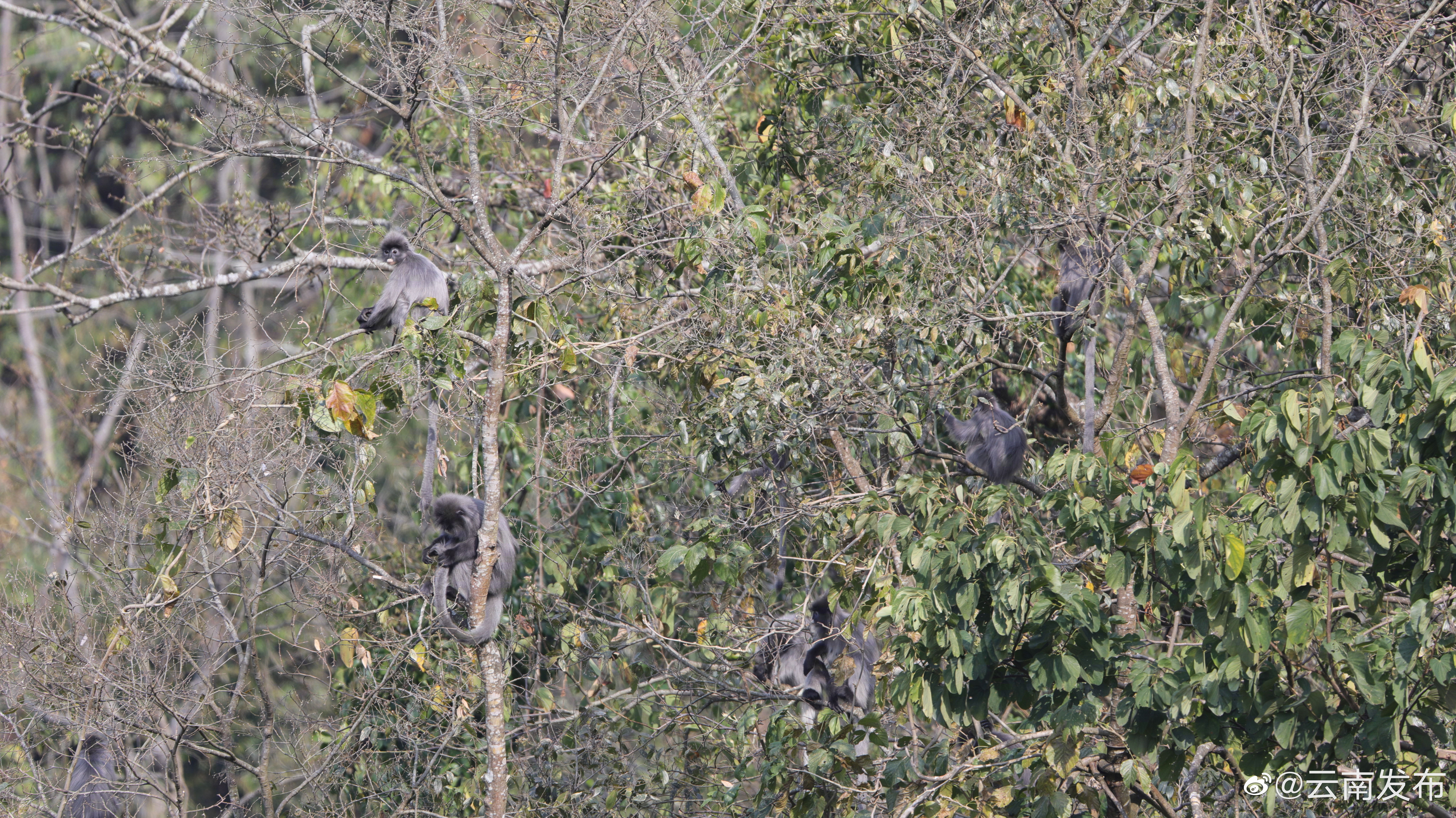 “云南发布”微博