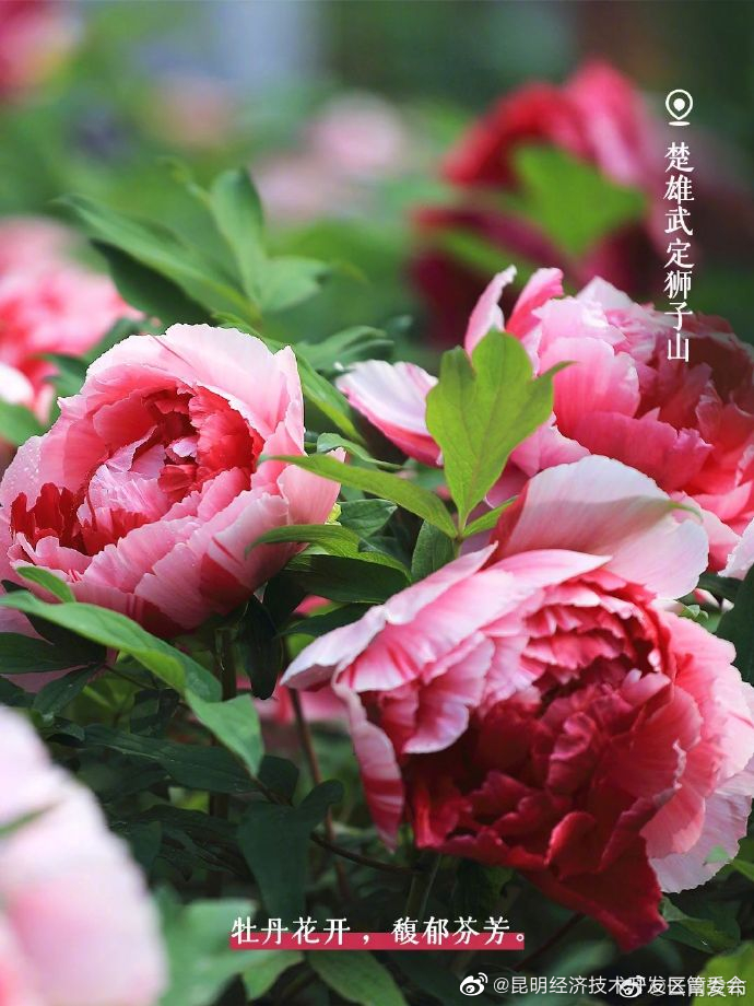 昆明经济技术开发区管委会