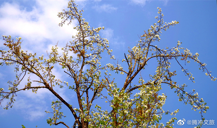 腾冲文旅微博