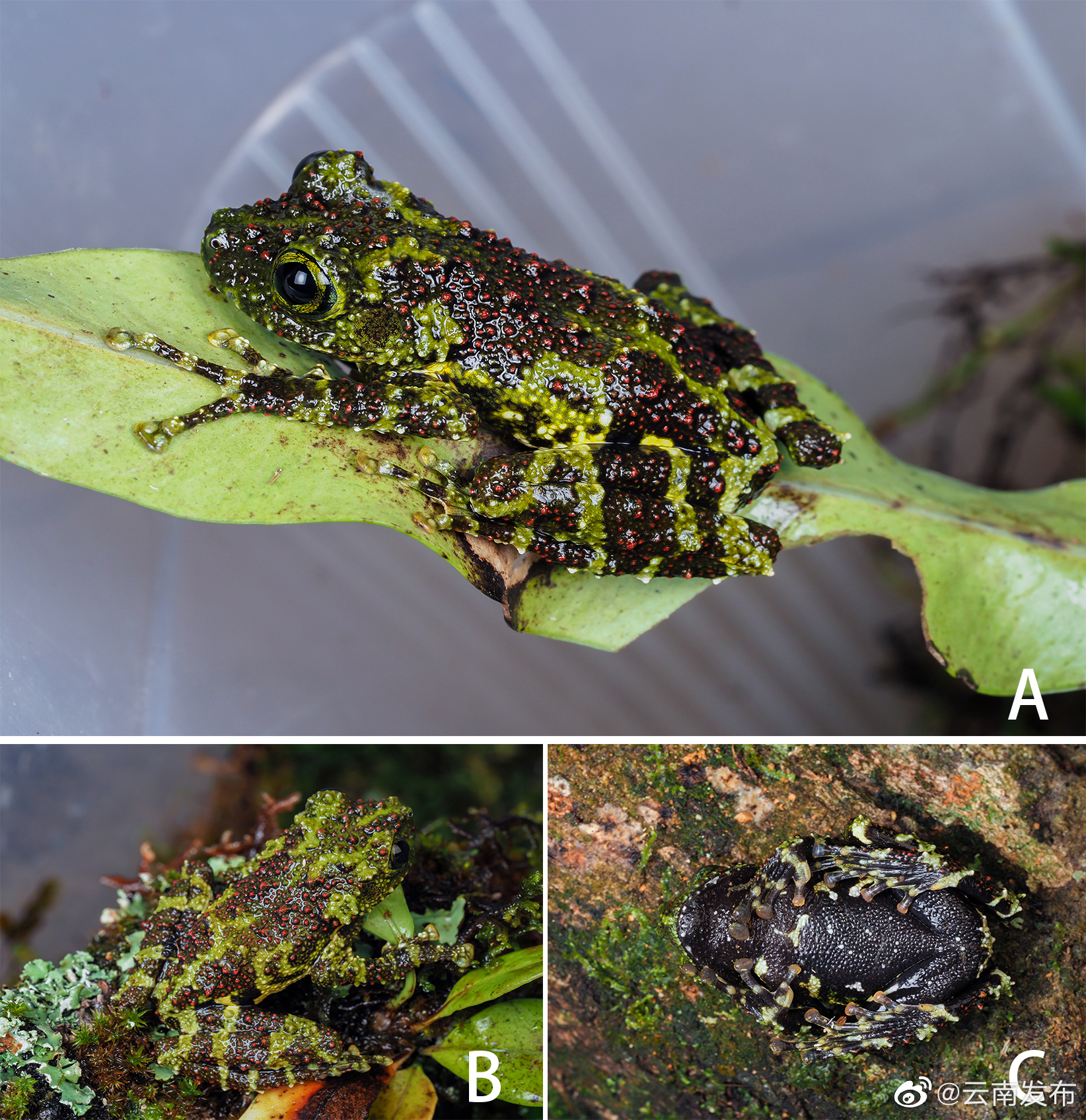 中国两栖动物分布新记录种！云南文山发现河江棱皮树蛙