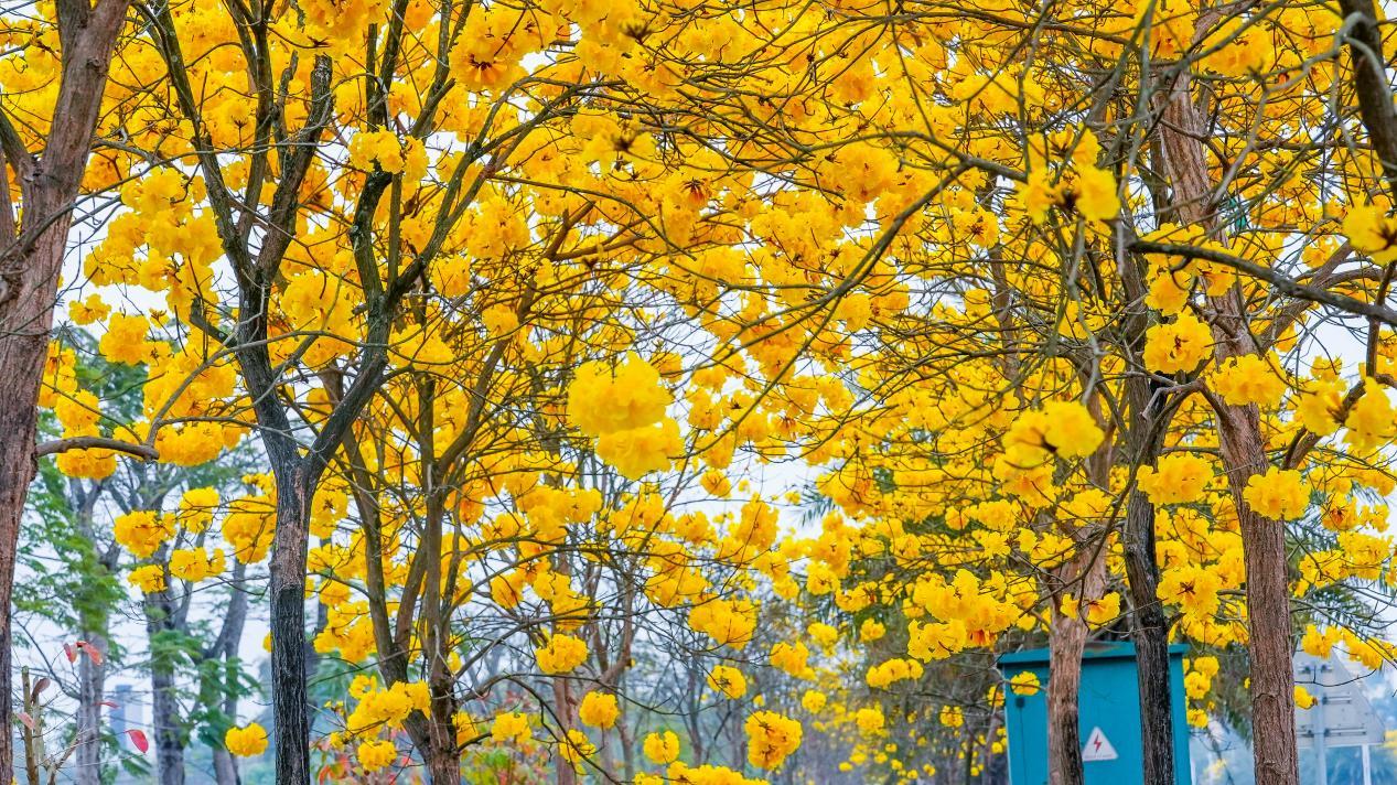 云南省文化和旅游厅