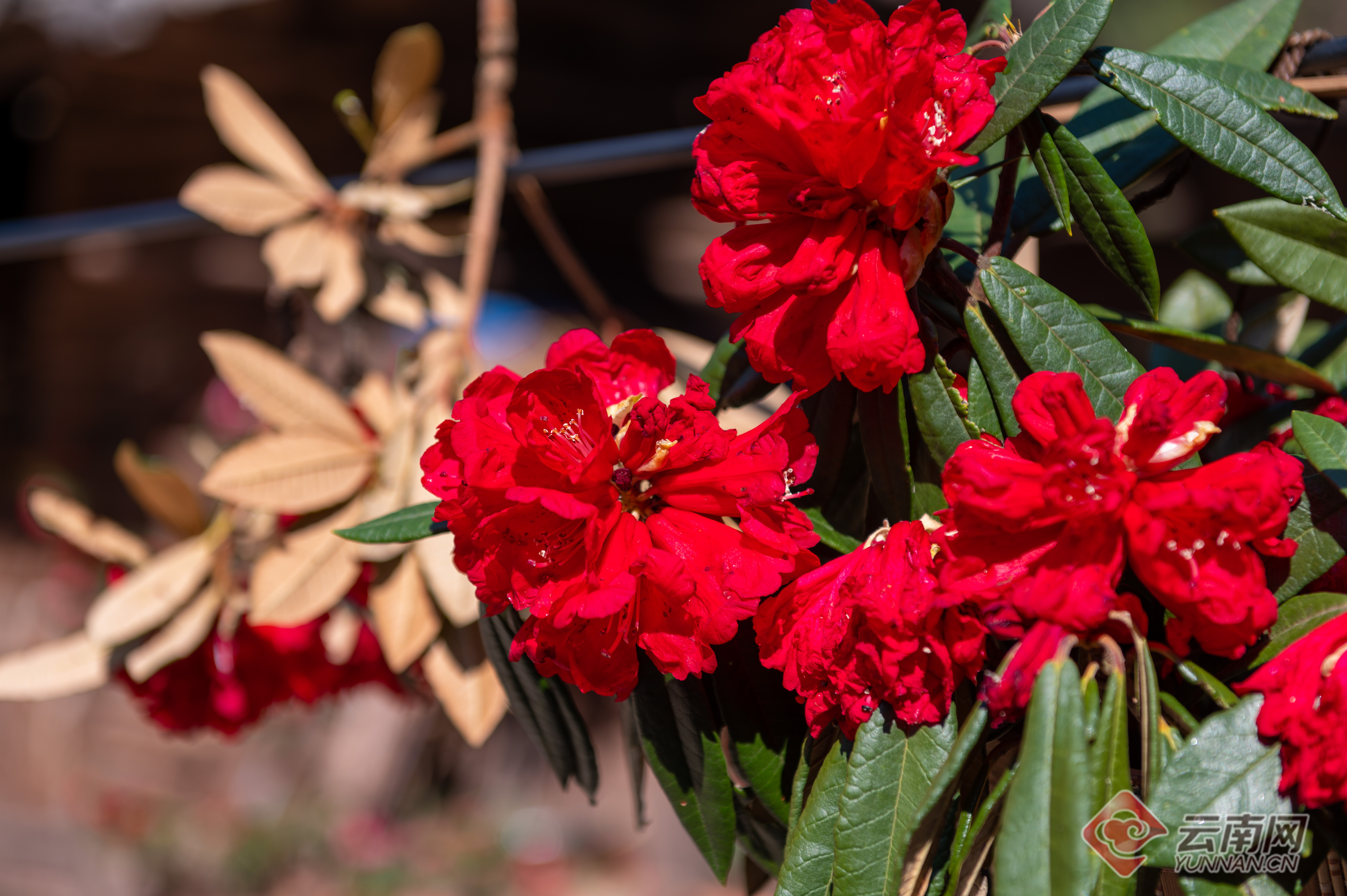 云南省文化和旅游厅