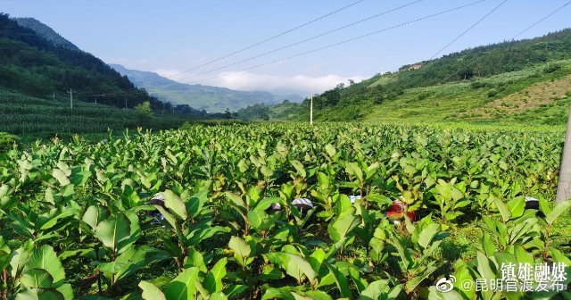 “昆明官渡发布”微博