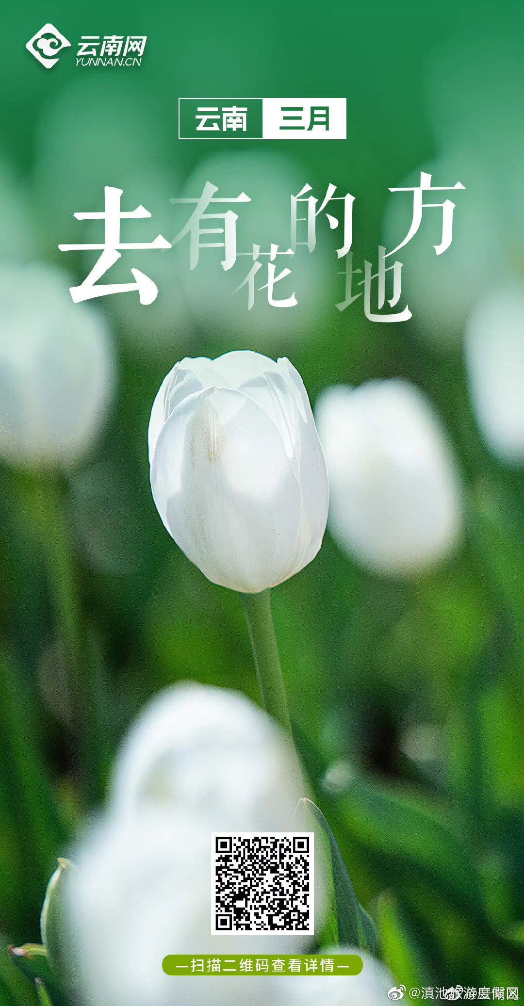 奋进的春天丨三月，来云南有花的地方