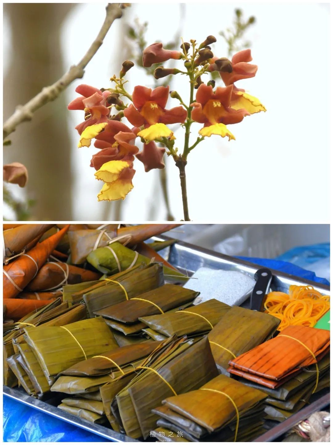 云南省文化和旅游厅